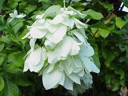 Image result for Mussaenda elegans
