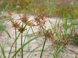 Image result for Cyperus rotundus