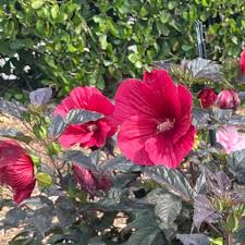 Image result for Hibiscus mechowii