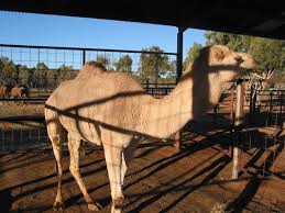 Experience the outback like the australian pioneers did on this camel riding tour around uluru and kata tjuta. Ride A Camel Review Of Cameltoursnt Alice Springs Australia Tripadvisor