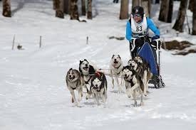 Ucretsiz Goruntuler Kizak Kopegi Yarisi Musher Gidilcek Yerler Kizak