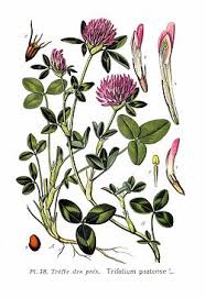 Image result for Trifolium wentzelianum