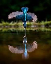 Bertulang belakang (vertebrat), kelas : 57 Common Kingfisher Bird Ideas Ciptaan Haiwan Peliharaan Burung