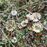 Image result for Clitocybe multiceps