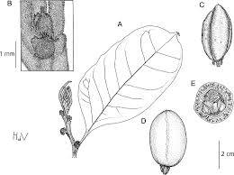 Image result for Octolepis decalepis