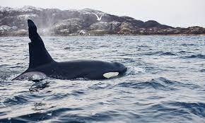 On peut y voir une orque se jeter sur un requin avant de le tuer puis de le manger. Ce Jour Avec Les Orques En Norvege Du Nord