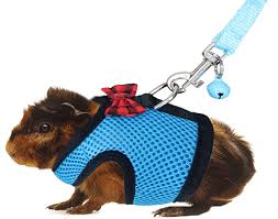 Find out more about guinea pigs. Amazon Com Rypet Guinea Pig Harness And Leash Soft Mesh Small Animal Harness With Safe Bell No Pull Comfort Padded Vest For Guinea Pigs Ferret Chinchilla And Similar Small Animals