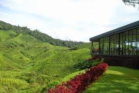 Check spelling or type a new query. Boh Tea Plantation Is A Gorgeous Spot In The Cameron Highlands