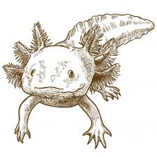 Learn how to draw an axolotl! Axolotl Free Vector Eps Cdr Ai Svg Vector Illustration Graphic Art