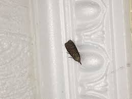 Kleine Schwarze Motten In Der Kuche Insects Moth