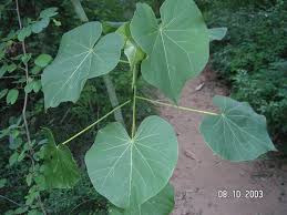 Image result for Hildegardia