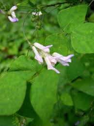 Image result for Amphicarpaea