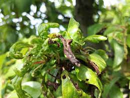 Top 7 Tips For Keeping Aphids Under Control In Your Fruit Trees