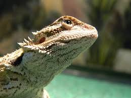 Leela Juvenile Bearded Dragon