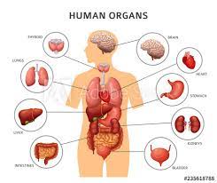 Photo of recently removed human liver. Human Liver Anatomy Anatomy Drawing Diagram