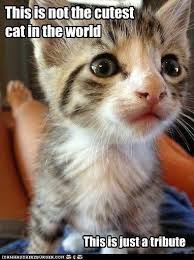 Pin On Cutest Cats And Kittens Ever