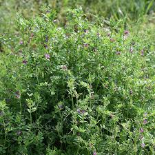 Image result for Vicia