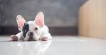 43 Best Small Dog Breeds - Toy Breed Dogs
