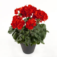 Geranium is also the botanical name and common name of a separate genus of related plants, also known as cranesbills. Pelargonium Darkline Pac Julia Beekenkamp Plants