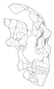 Was steckt hinter den urmenschen? Der Neandertaler Praehistorische Archaeologie De