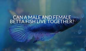 This is another very common variation of tail type which is widely available. Can A Male And Female Betta Fish Live Together Betta Care Fish Guide