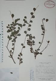 Image result for Casearia battiscombei