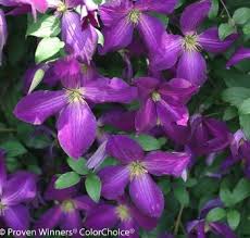 Check spelling or type a new query. Vines East River Nursery Huron Sd