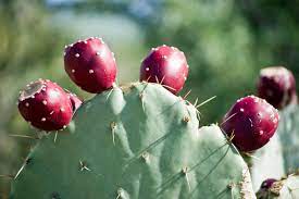 Broccoli, carrot, com, lettuce, tomato, celery, aubergine, pea, pumpkin, cabbage yellow: How To Harvest Prepare And Eat Prickly Pear Cactus Delishably