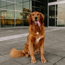 Minimum of 4 dogs earning titles breeders of merit are denoted by level in ascending order of: Golden Retriever Red Golden Retriever Puppy Golden Retriever Funny Golden Retriever
