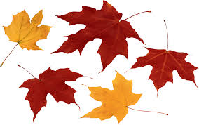 Autumn Leaves Png Images Free Png Yellow Leaves Pictures If you like, you can download pictures in icon format or directly in png image format. autumn leaves png images free png