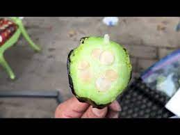 The flower was not quiet out yet but the bud looked to be a dill shaped flower that would be burgundy when blooming. Is The Fruit Of A Joshua Tree Edible Youtube