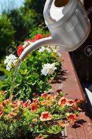 Vor allem im sommer kommt es auf ausreichende bewässerung an. Balkon Blumen Giessen Lizenzfreie Fotos Bilder Und Stock Fotografie Image 15936551