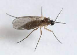 Image result for Rhipidoglossum globulosocalcaratum