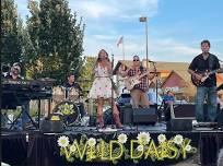 Wild Daisy