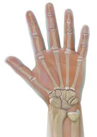 Image result for Hand Anatomy