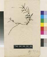 Image result for Oldenlandia goreensis