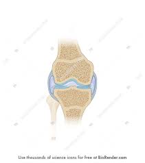 The ulnar collateral ligament of elbow joint is in relation with the ulnar nerve. Biorender Life Science Icons