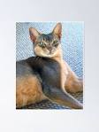 Abyssinian Cat Breed - Facts and Personality Traits | Hill ...