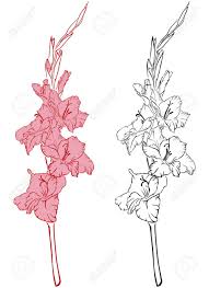 15354708 Line Art Image Of A Flower Gladiolus Stock Vector Jpg 945 1300 Gladiolus Flower Tattoos Birth Flower Tattoos Gladiolus Tattoo