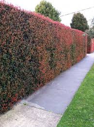 Alternately, i would also consider planting the camellias along with some kind of evergreen vine on the fence to create privacy while waiting for the camellias to grow. Top 10 Best Plants For Hedges And How To Plant Them Garden Hedges Hedges Landscaping Shrubs For Privacy