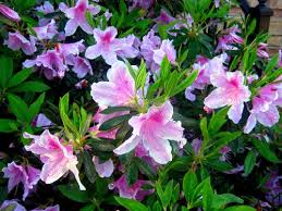 Apr 22, 2019 · a: When How To Prune Azaleas Southern Living