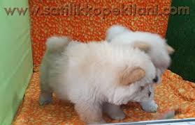 Cin Aslani Yavru Ilanlari 05412625853 Yavru Kopek Kopek Chow Chow