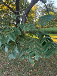 Image result for Buchnera nuttii