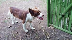 Check spelling or type a new query. Glucklicher Hund Stockfoto Bild Von Glucklich Asien 56988150