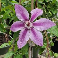 Image result for Clematis