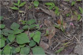 Image result for Pseudarthria