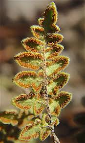 Image result for Cheilanthes inaequalis