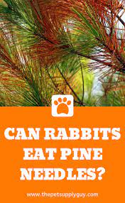 What Do Rabbits Like To Chew On The Pet Supply Guy Rabbit Eating Small Pets Small Pet Supplies