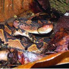 Pdf The Bushmasters Lachesis Spp Queens Of The Rainforest An Overview Of The Taxonomy Distribution Natural History Lore And Conservation Of The Largest Vipers In The World