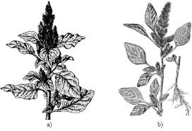 Image result for Amaranthaceae